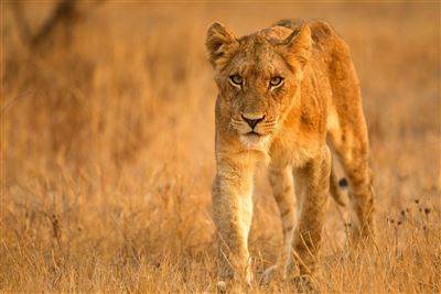 Magisches Afrika: Eine Reise durch vier Länder – Rundreise