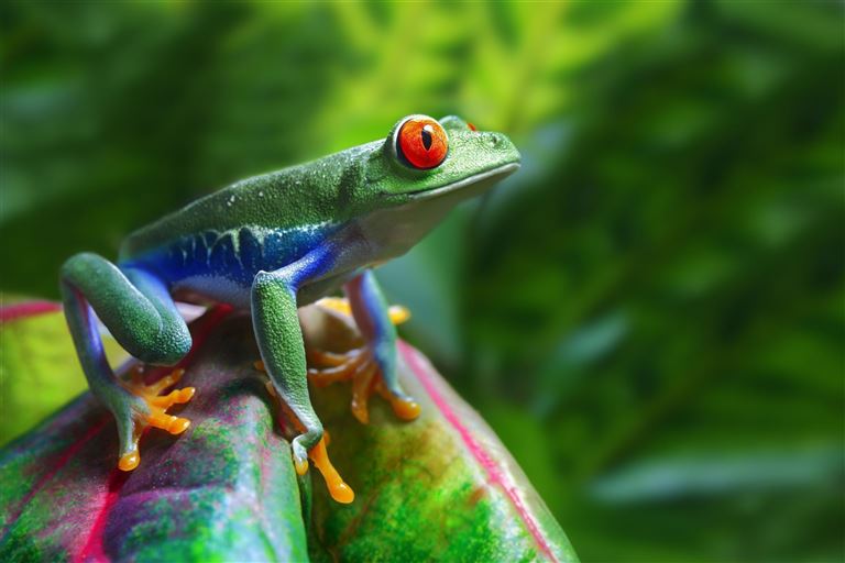 Naturparadies Costa Rica – Rundreise