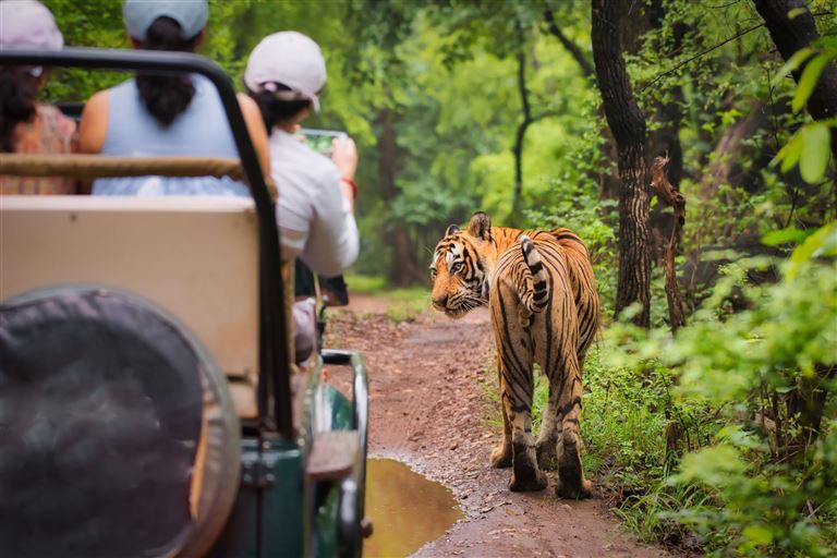 Das Goldene Dreieck Indiens - Kultur & Wildlife – Rundreise