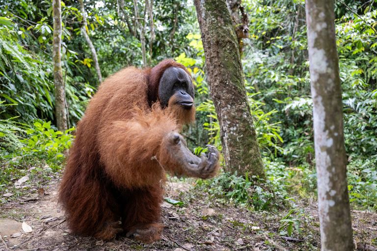 Höhepunkte Indonesiens - Sumatra & Java entdecken – Rundreise