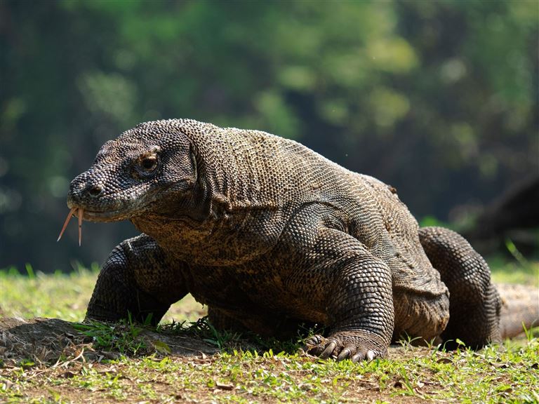 Komodo & Flores: Drachen, Kulte, Krater – Rundreise