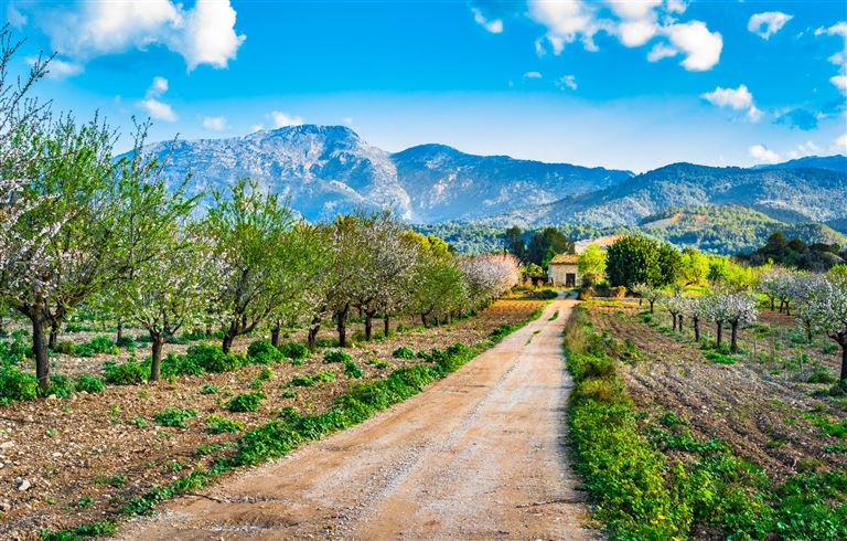 Zauberhafte Mandelblüte auf Mallorca ©Alex/istock