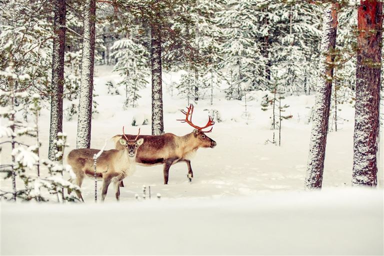 Schneeabenteuer in Ylläs – Rundreise