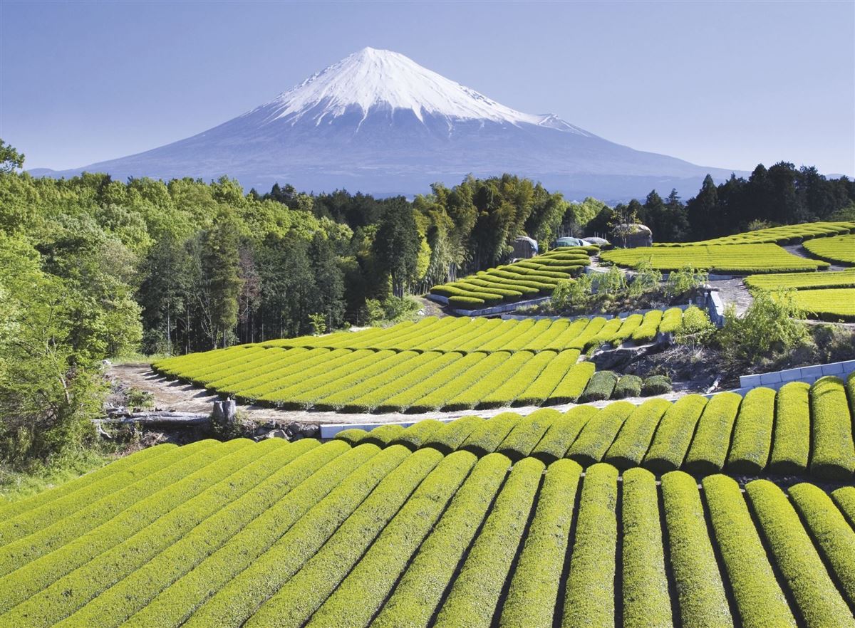 Fuji