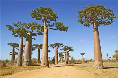 Im Land der Baobabs und Tsingy – Rundreise