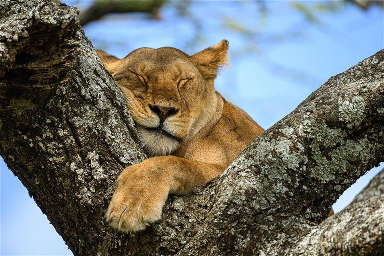 Wildnis zwischen Kilimanjaro und Serengeti – Rundreise