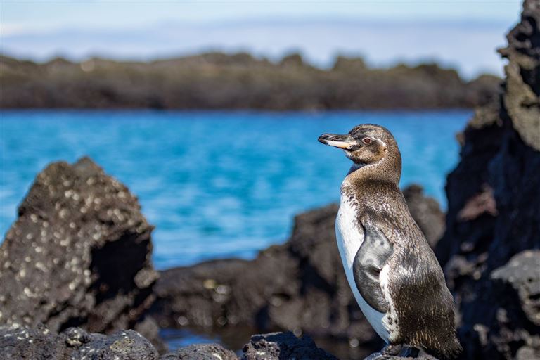 Höhepunkte Peru & Ecuador mit Galapagosinseln – Rundreise