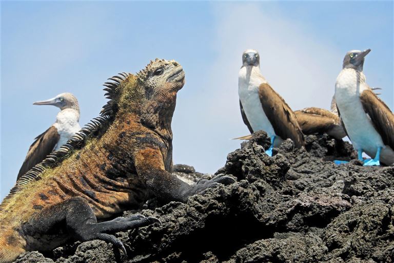 Sternstunden Ecuador & Galapagos mit Amazonas – Rundreise