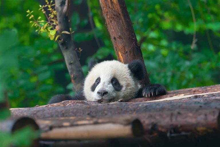 China zwischen Tradition und Zukunft – Rundreise