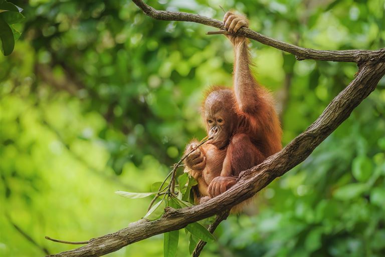 Höhepunkte auf Borneo – Rundreise