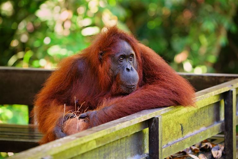 Naturwunder Borneos  – Rundreise