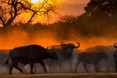 Erleben Sie Afrika hautnah – Rundreise