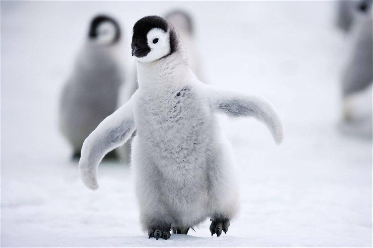 Kaiserpinguinküken