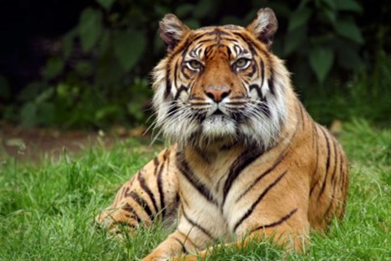Auf den Spuren der Tiger – Rundreise