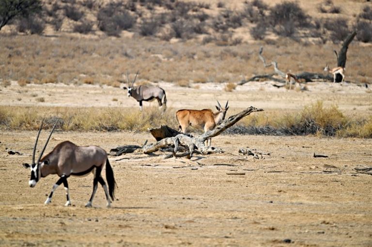 Big Five – Rundreise