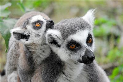 Faszinierende Lemureninsel Madagaskar – Rundreise