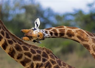 Safari-Träume und Ozeanrauschen – Rundreise