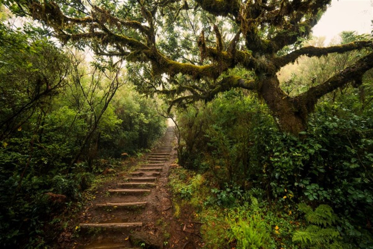 Madeira Lorbeerwald