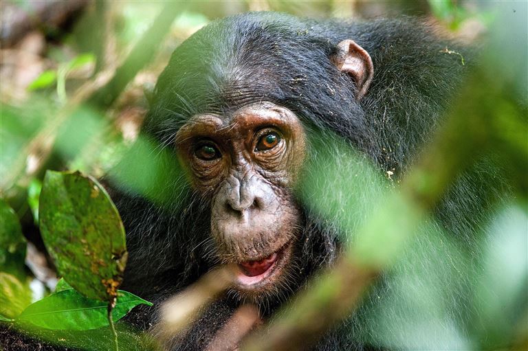 Ugandas Naturwunder hautnah erleben © by Berge & Meer Touristik GmbH
