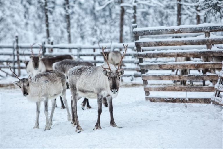 Winterzauber am Polarkreis - 4 Tage @fotoru/adobestock