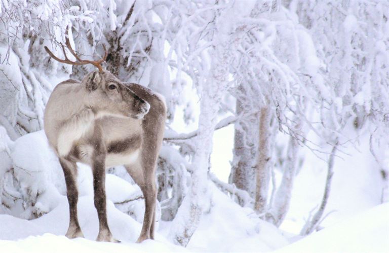 Winterabenteuerwoche im Iisakki Glass Village Ruka Safaris
