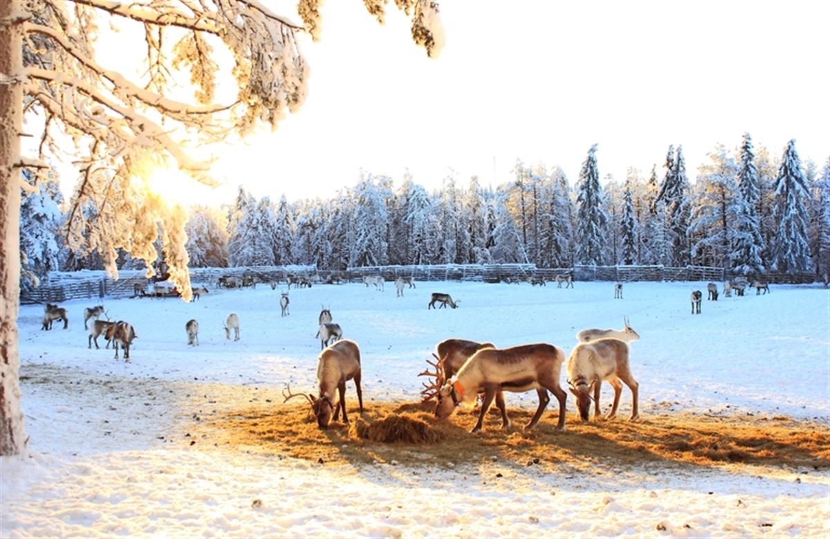 Rentierfarm