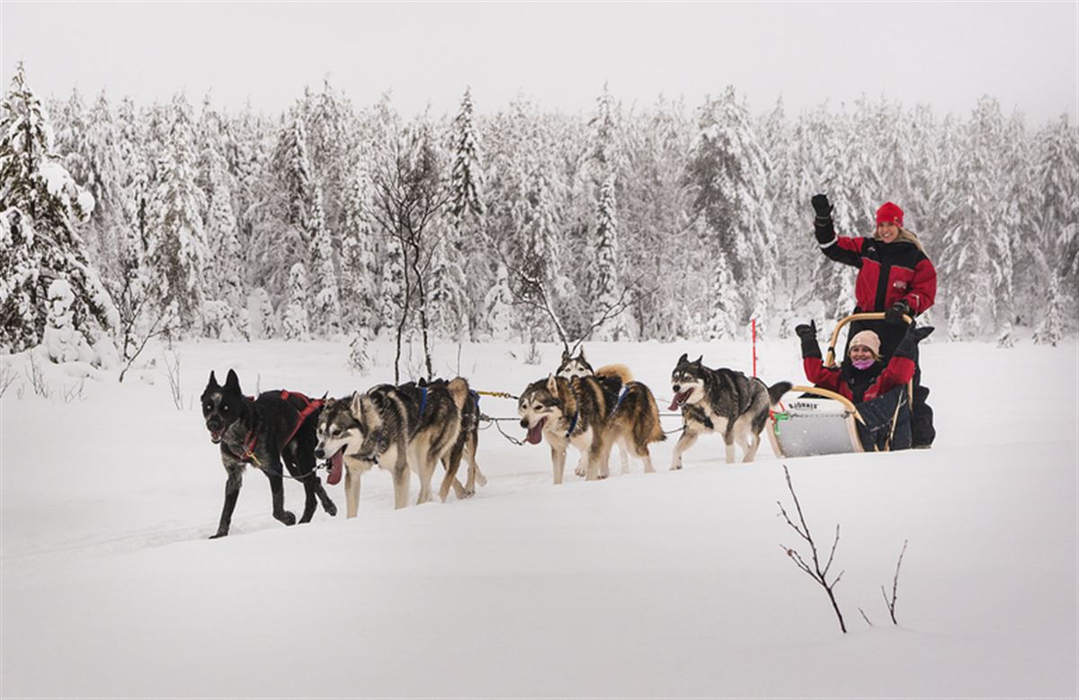 Husky Safari