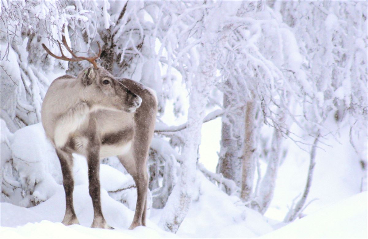 Ruka Safaris