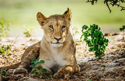 Groß-Simbabwe-Ruinen und Safariparadies – Rundreise