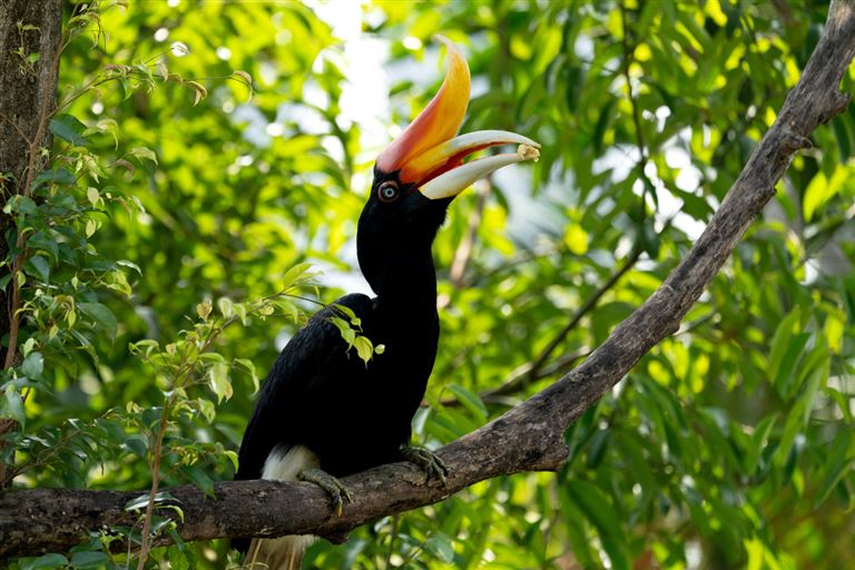 Kleine Borneo Rundreise  – Rundreise