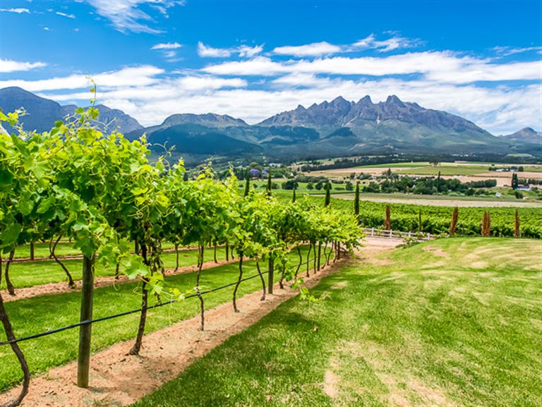 Pinotage © by Chamäleon Reisen GmbH
