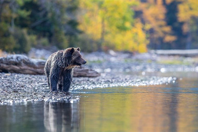 Denali-Wildnis, Rockies, Panormazug und ewiges Eis © by Berge & Meer Touristik GmbH