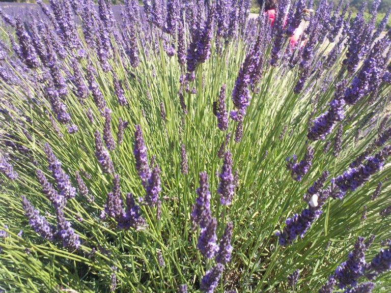 Lavendelblüte in der Haute-Provence – Rundreise