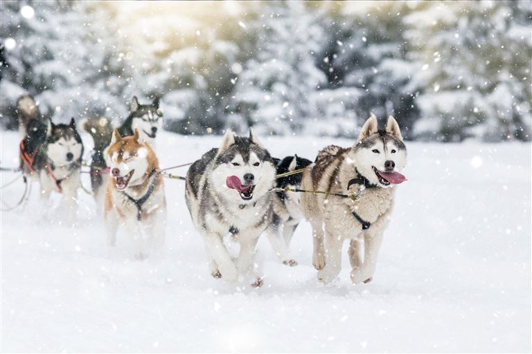 Huskys, Rentiere & Nordlichter @belyaaa/adobestock