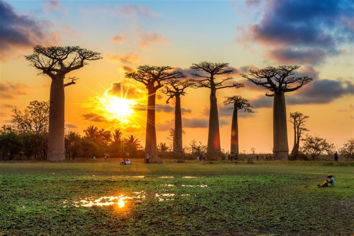 Madagaskar Baobabs Allee