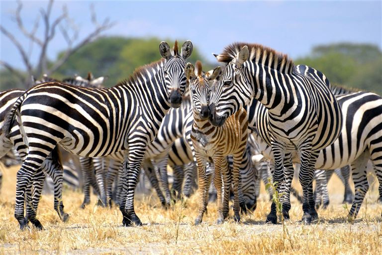 Mount Meru, Kilimanjaro, Safari & Sansibar © by DIAMIR Erlebnisreisen GmbH