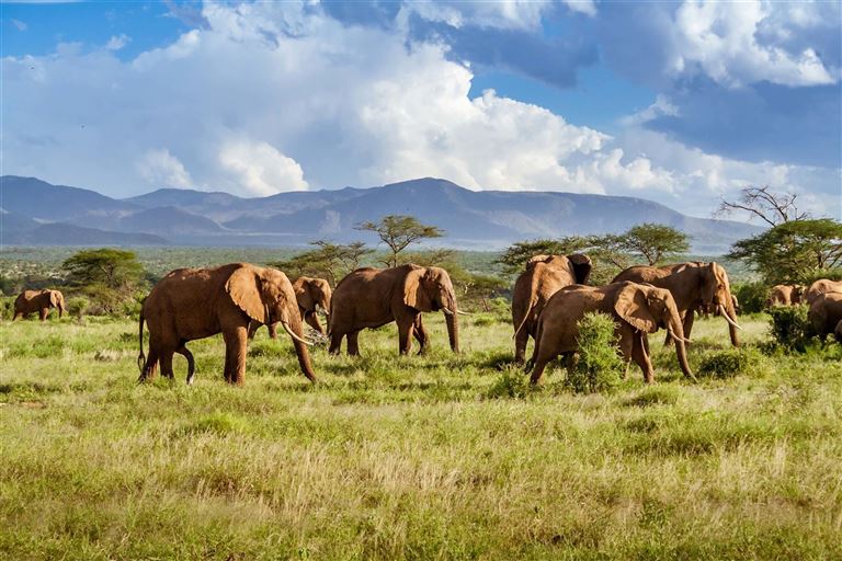Safari, Serengeti & Sansibars Strände © by Berge & Meer Touristik GmbH