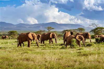 Safari, Serengeti & Sansibars Strände – Rundreise