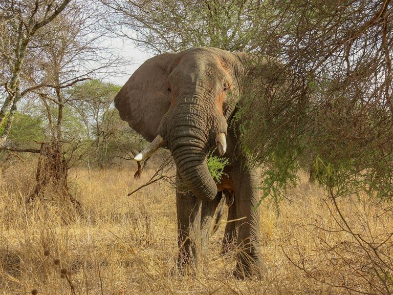 Baobabs, Elefanten und Indischer Ozean – Rundreise