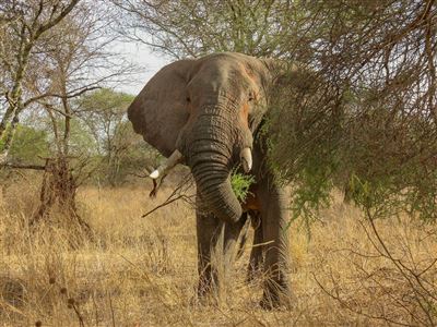 Baobabs, Elefanten und Indischer Ozean – Rundreise