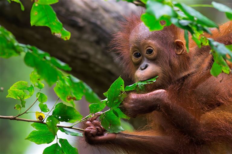 Borneo – Rundreise