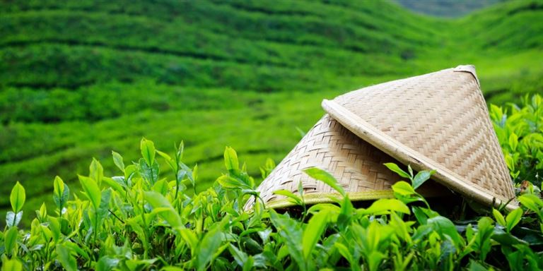 Teepause im Dschungelparadies – Rundreise