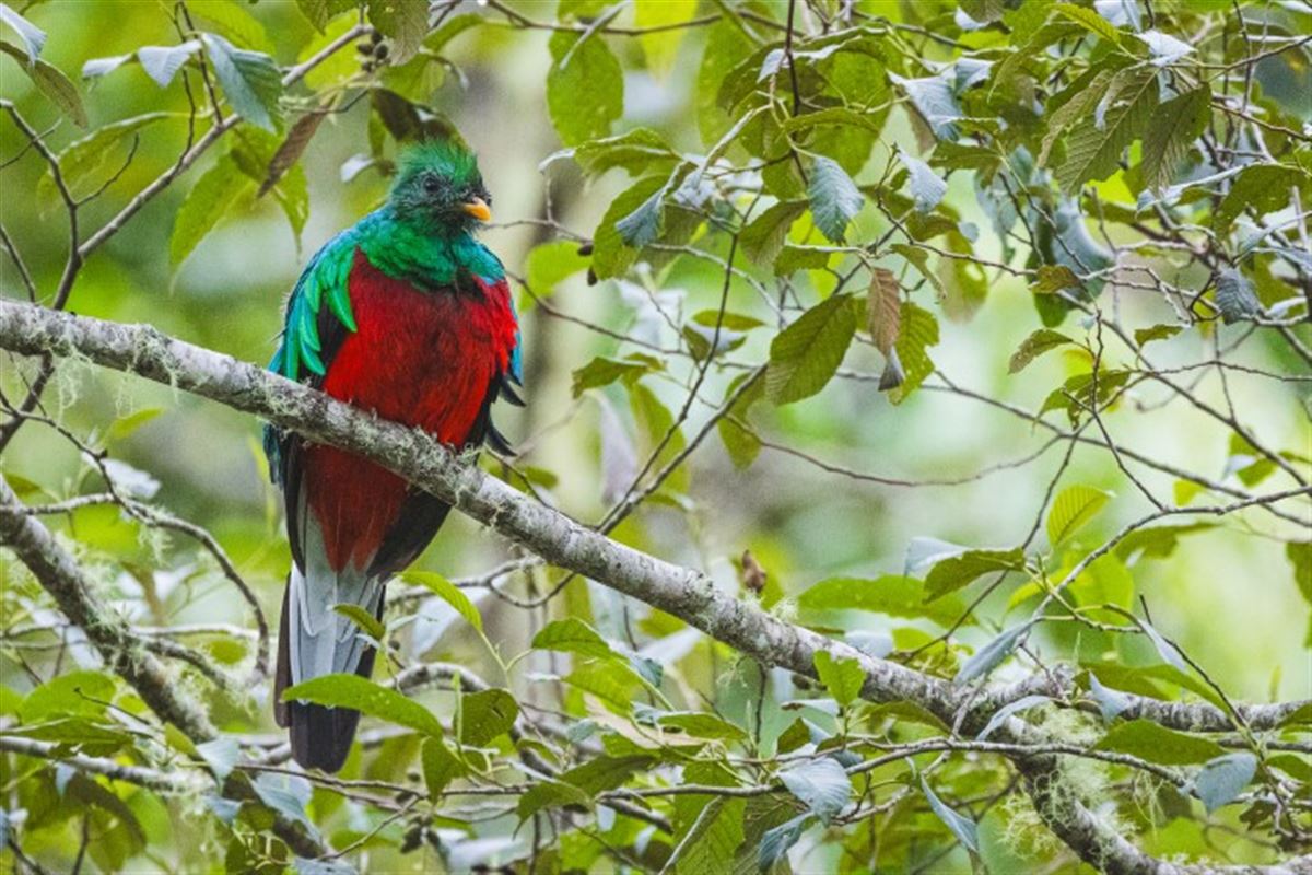 Costa Rica Goettervogel Quetza