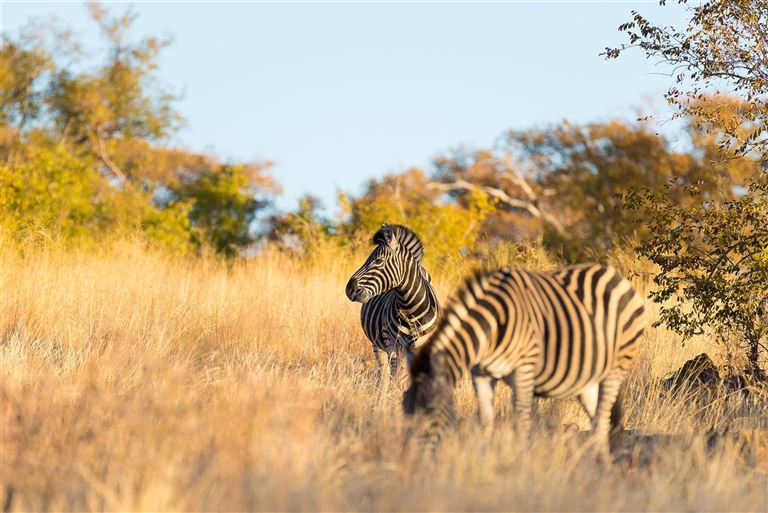 Südafrika & Victoria Falls - Krüger, Kap & Küste © by Berge & Meer Touristik GmbH