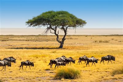 Kalahari, Namib und Etoscha – Rundreise