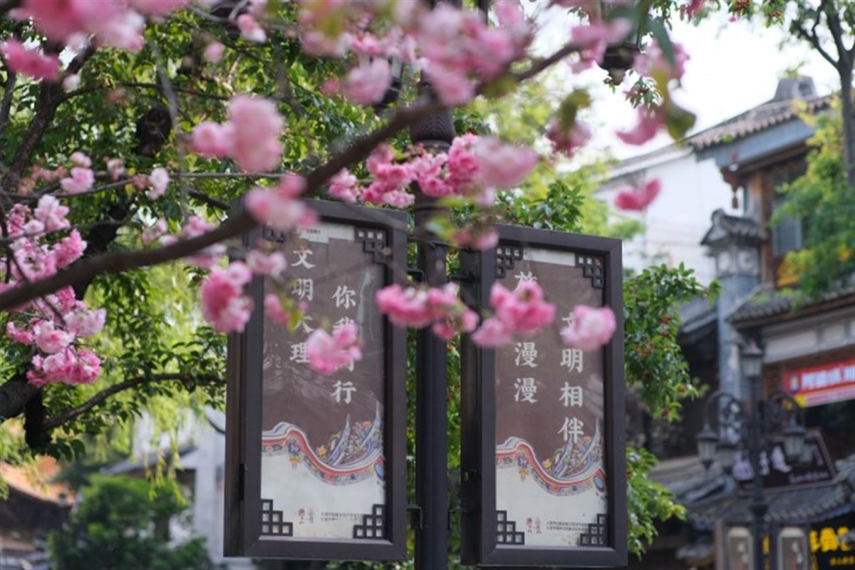 Kirschblüte und Straßenschild in Dali, China