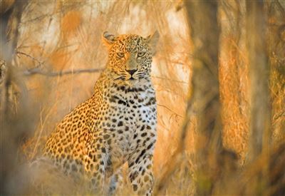 Von Südafrikas Naturwundern ins Inselparadies – Rundreise