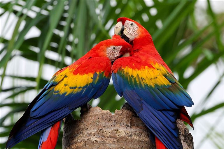 Geheimnisvolles Costa Rica: Nebelwald & Rote Aras – Rundreise