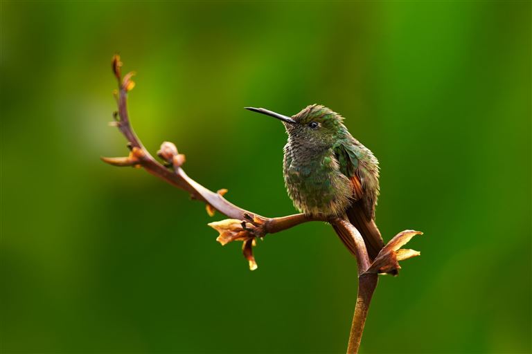 Geheimnisvolles Costa Rica: Quetzale & Delfine – Rundreise