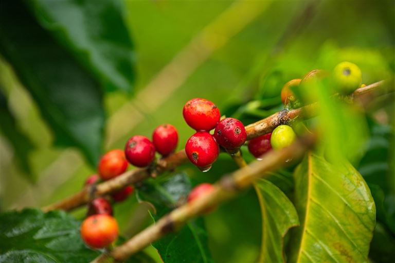 Geheimnisvolles Costa Rica: Vulkane und Regenwald – Rundreise
